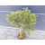 Świerk  szczepiony  50cm 'Picea abies' Compacta