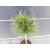 Sosna szczepiona  50cm 'Pinus mugo' Varella
