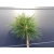 Sosna szczepiona  50cm 'Pinus nigra' Globosa