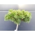 Sosna szczepiona  50cm 'Pinus mugo' Wells Prostate