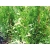 Tuja szmaragd Thuja occidentalis "Kosmos"
