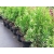 Tuja szmaragd Thuja occidentalis 