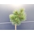 Sosna szczepiona  50cm 'Pinus Mugo' Kosodrzewina