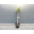 Sosna szczepiona  50cm 'Pinus Mugo' Kosodrzewina