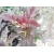 Pęcherznica Physocarpus opulifolius 