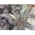 Pęcherznica Physocarpus opulifolius "Salamandra dwukolorowa"