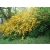 Keria Japońska 'Planiflora' złotlin