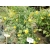 Keria Japońska 'Planiflora' złotlin