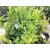 Itea Wirginijska 'Long Spire'