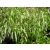 Itea Wirginijska 'Long Spire'