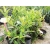 Itea Wirginijska 'Long Spire'