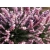 Wrzosiec bagienny 'erica tetralix' Mary