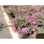 Wrzosiec bagienny 'erica tetralix' Mary