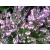 Wrzosiec bagienny 'erica tetralix' Mary