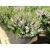 Wrzosiec bagienny 'erica tetralix' Gopden pink