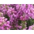 Wrzosiec bagienny 'erica tetralix' Gopden pink