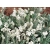 Wrzosiec bagienny 'erica tetralix' Alba