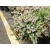 Wrzosiec bagienny 'erica tetralix' Alba