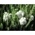 Wrzosiec bagienny 'erica tetralix' Alba