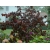 Orzech laskowy Corylus avellana 'Syrena' czerwony