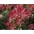 Pieris 'Japonica' Red Mill