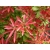Pieris 'Japonica' Red Mill