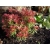 Pieris 'Japonica' Red Mill