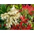 Pieris 'Japonica' Forest Flame