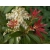 Pieris 'Japonica' Forest Flame