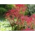 Pieris 'Japonica' Forest Flame