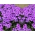 Floks Skrzydlaty płożący Phlox subulata