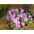Gęsiówka różowa Arabis caucasica