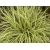 Turzyca Carex Turzyca
