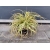 Turzyca Carex Turzyca