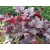 Żurawka czerwona Heuchera