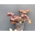 Żurawka czerwona Heuchera