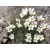 Skalnica Andersa Biała Saxifraga arendsii