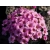 Skalnica Andersa Różowa Saxifraga arendsii