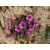 Skalnica Andersa Różowa Saxifraga arendsii