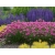 Zawciąg Armeria maritima