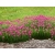 Zawciąg Armeria maritima