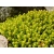 Rozchodnik Sedum