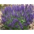 Szałwia Lekarska Salvia officinalis