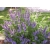 Szałwia Lekarska Salvia officinalis