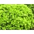 Oregano żółte Origanum vulgare