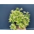 Oregano żółte Origanum vulgare