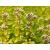 Oregano żółte Origanum vulgare