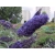 Buddleja daviddi "Dart's Papilon"
