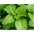 Melisa Melissa officinalis