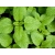 Melisa Melissa officinalis